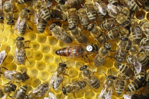AVDIO&FOTO: Premalo se zavedamo pomena čebel