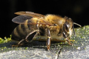 Vreme letos ni naklonjeno čebelarjem