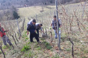 AVDIO&FOTO: Polharji pomagali pri rezanju v vinogradu