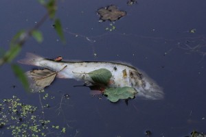 V Šentrupertu odkrili več poginulih rib