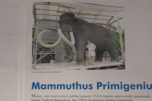VIDEO&FOTO: Mamut po mamutu