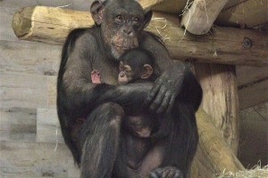 Šimpanzi so lahko dolgo otroci