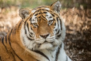 FOTO: Sibirska tigrica Vita ima novega fanta