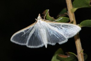 FOTO: 18. noči nočnih metuljev v Krajinskem parku Kolpa