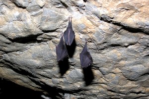 Mednarodna Noč netopirjev pri Županovi jami