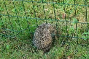 Policisti pomagali ježu