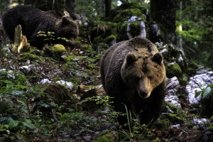 Odstrel medvedov zadržan - na Igu pa medvedka straši domačine