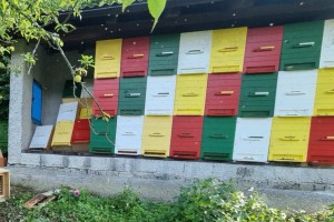 Foto: Na Kobariškem medved razdejal čebelnjak, vaščani se bojijo