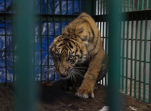 V živalskem vrtu z novim koronavirusom okužen tiger