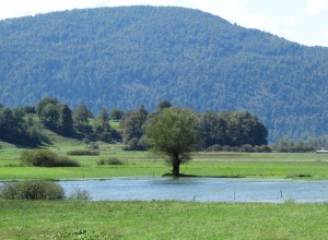 Poplave pojenjajo, Ljubljanica in Krka se bosta do sobote vrnili v strugi