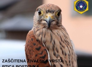 Policisti iz ujetništva rešili zavarovano ptico postovko (FOTO)