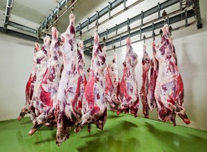 Po Nemčiji množične okužbe s koronavirusom tudi v danski in belgijski klavnici
