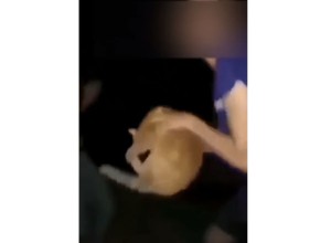 Policisti našli mačka in divjaka iz posnetka, ki je na noge dvignil Slovenijo (VIDEO)