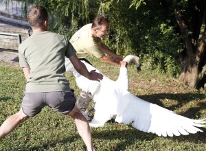 Poglejte, kako so na Koseškem bajerju lovili labode (FOTO)