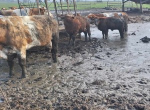 Odvzem krav kmetu pri Krškem: inšpekcija ugotovila kršitev zakonodaje