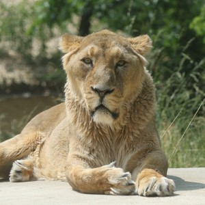 Kralj ljubljanskega ZOO: lev požre 30 kg mesa na teden (FOTO)