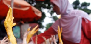 ptičja gripa, Pragersko, Uprava za varno hrano, veterinarstvo in varstvo rastlin