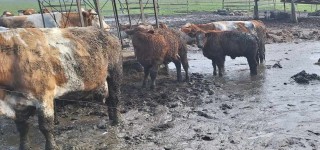 Govedo na kmetiji v Krškem