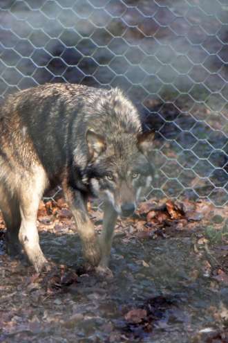 Volkovom v ZDA grozi množični odstrel