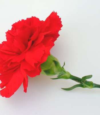 red-carnation-1541467