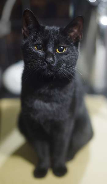 mucek