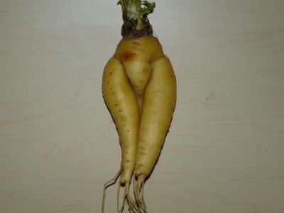 koren_mirjam.jpg