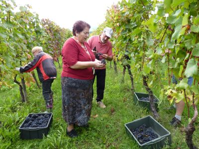 vinograd
