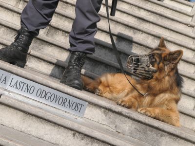 policija policijski pes.jpg