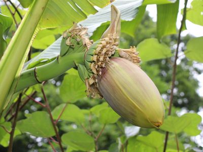 Okoli cveta rastejo male "novomeške" banane.