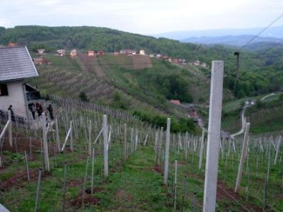 Zidanica in vinograd