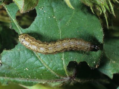 Spodoptera frugiperda, gosenica
