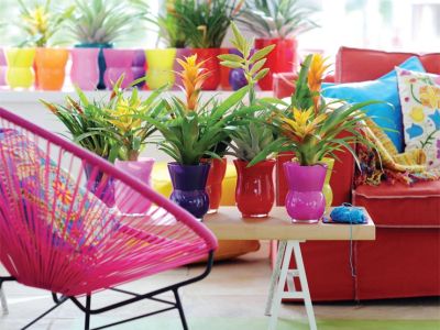 bromelije.jpg
