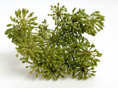 uvodna