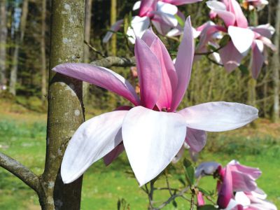 magnolije.jpg