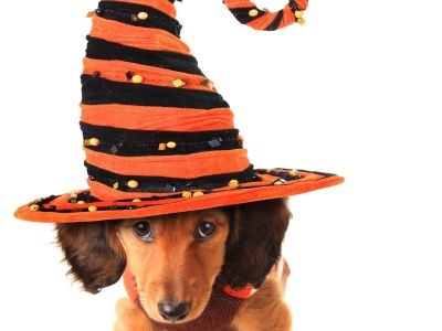 halloween kuža