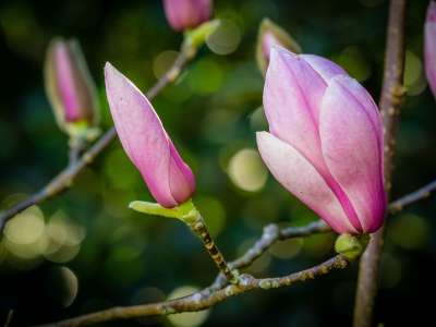 magnolija