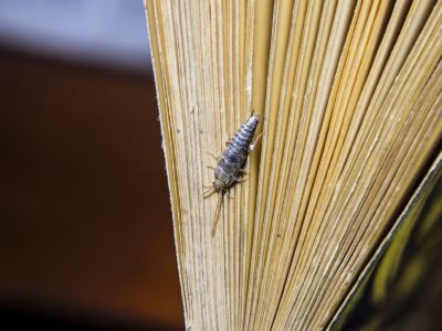 srebrna ribica v knjigi.jpg