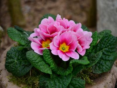 primula3.jpg
