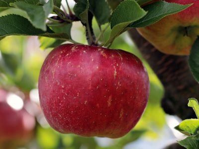 jabolko apple-2788616_1920.jpg