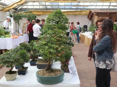 vrtni-center-kurbus, bonsai, razstava-bonsajev