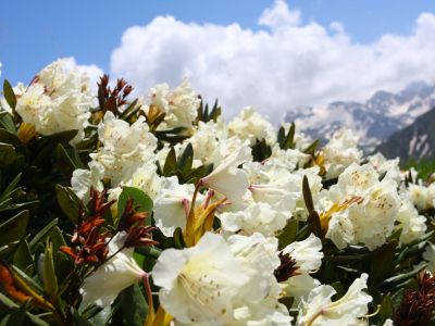 beli rododendron.jpg