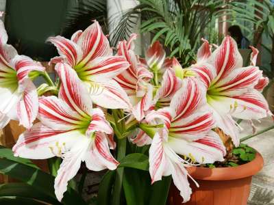 amarilis cvetovi.jpg