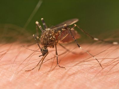 Mosquito_Tasmania_crop.jpg
