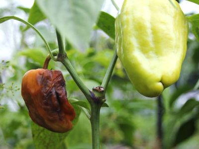 paprika, gniloba.jpg