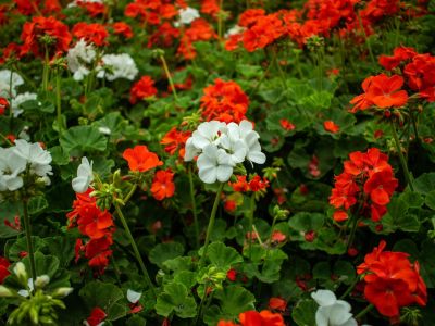 pelargonije.jpeg
