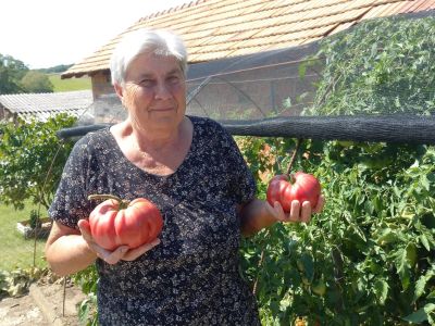 olga-vučak, paradižnik