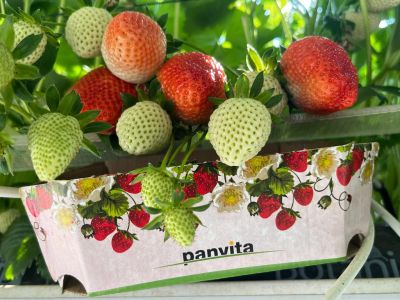 panvita, skupina-panvita, jagode