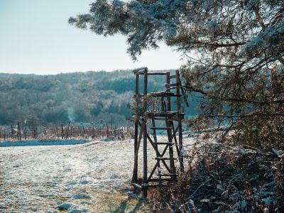 simbolična, sneg, zima, gozd, polje, goričko, zasnežena, taljenje, preža