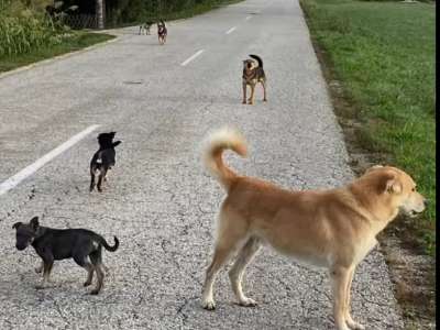d47_psivecja.jpg