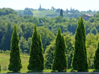 1667835228_cg_ciprese_1.jpg